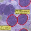 registered and labelled cells
